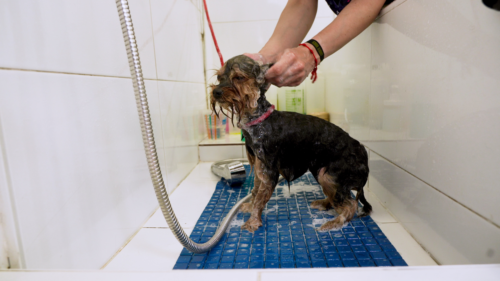 Colada para accesorios de mascotas en Arganzuela