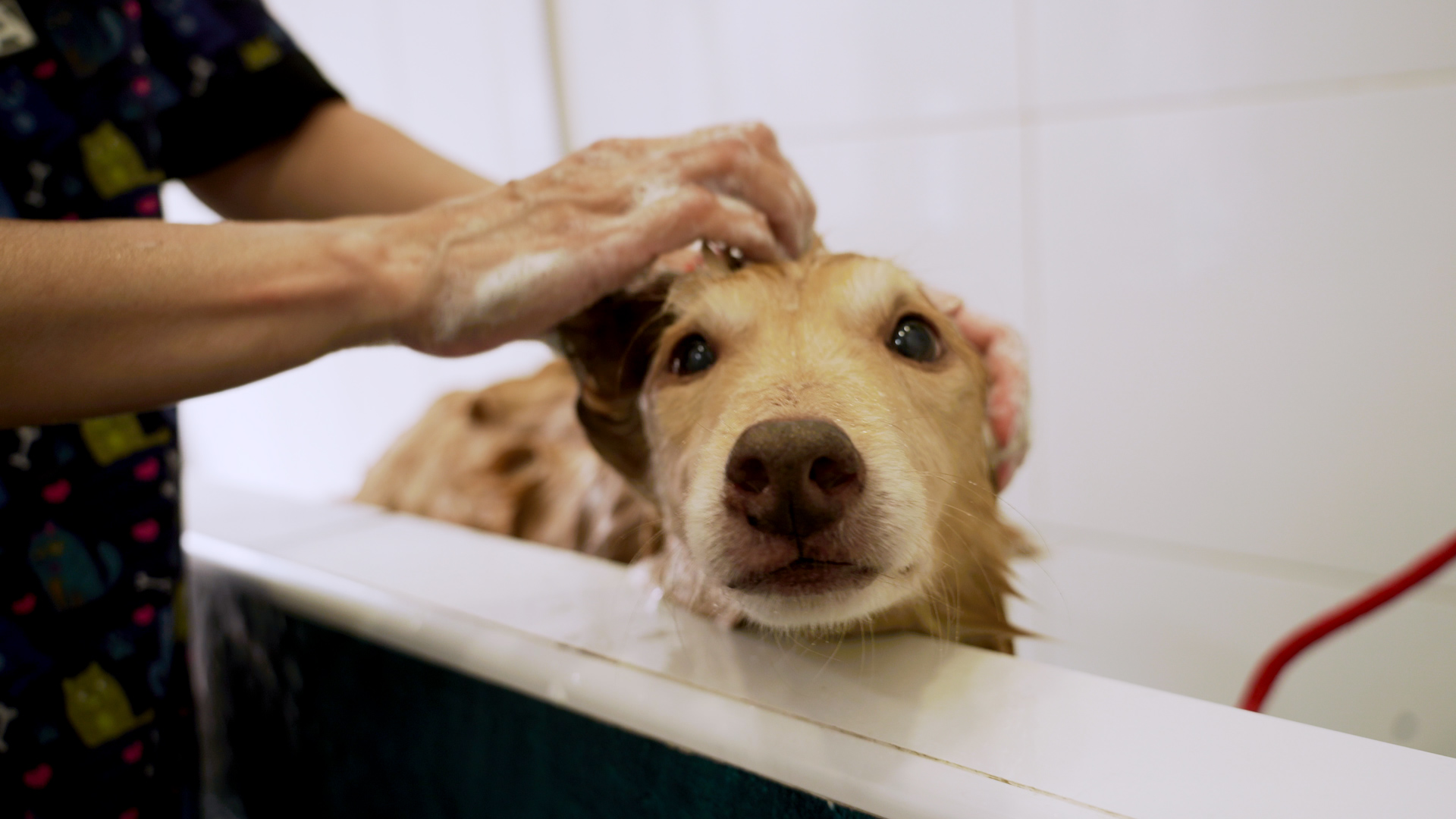 Servicio de colada para lavar accesorios de mascotas en Arganzuela, Usera y Puente de Vallecas