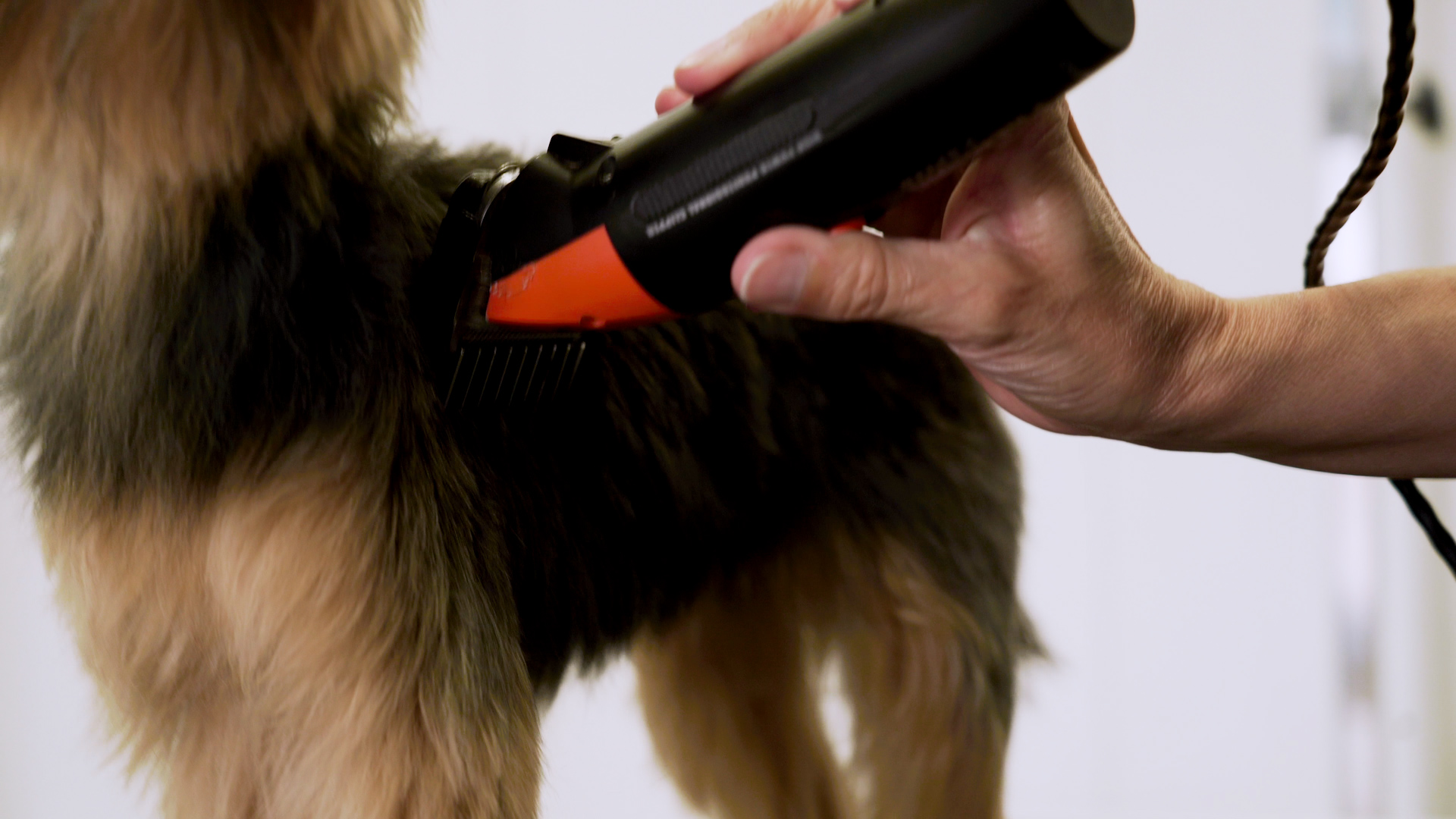 Peluquería canina en Arganzuela